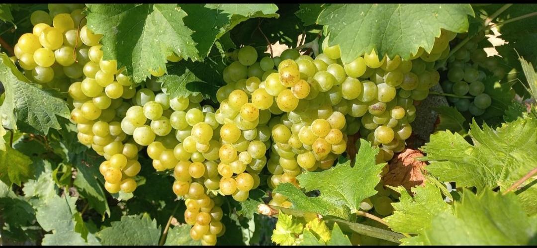 1929 Wine Food Relax Agriturismo Acqui Terme Exterior foto
